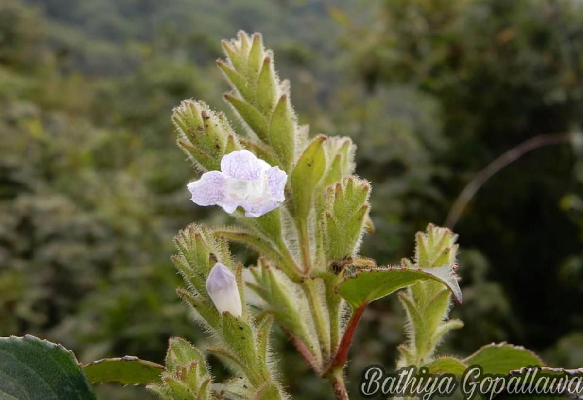 Strobilanthes rhamnifolia var. rhamnifolia (Nees) T. Anderson